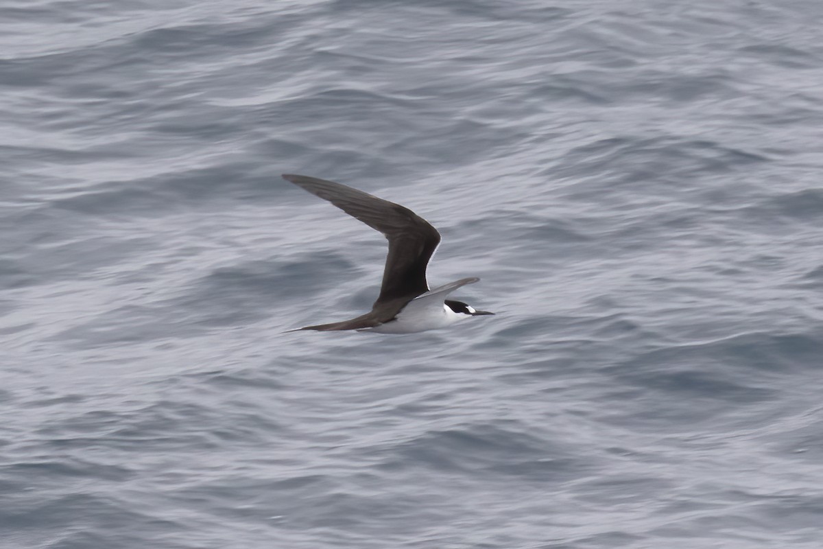 Sooty Tern - ML613423588