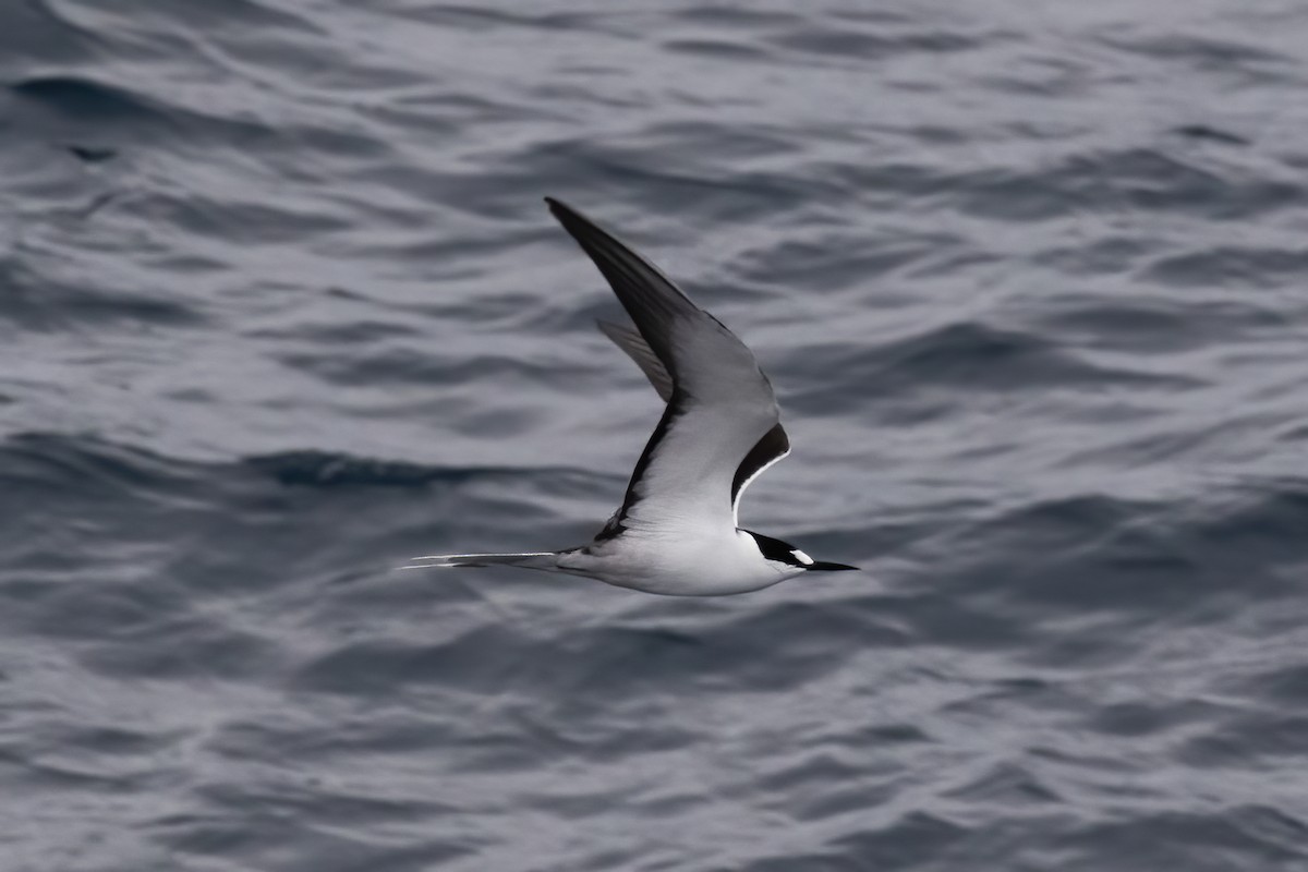 Sooty Tern - ML613423589