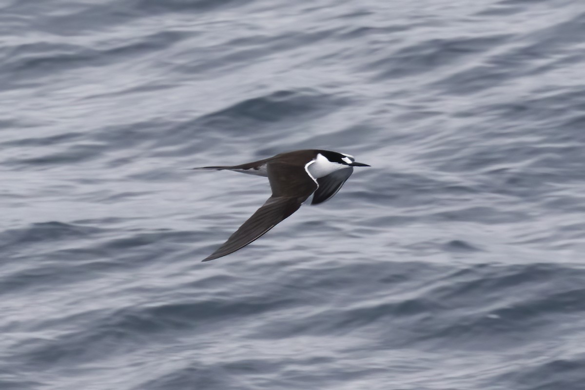 Sooty Tern - ML613423590