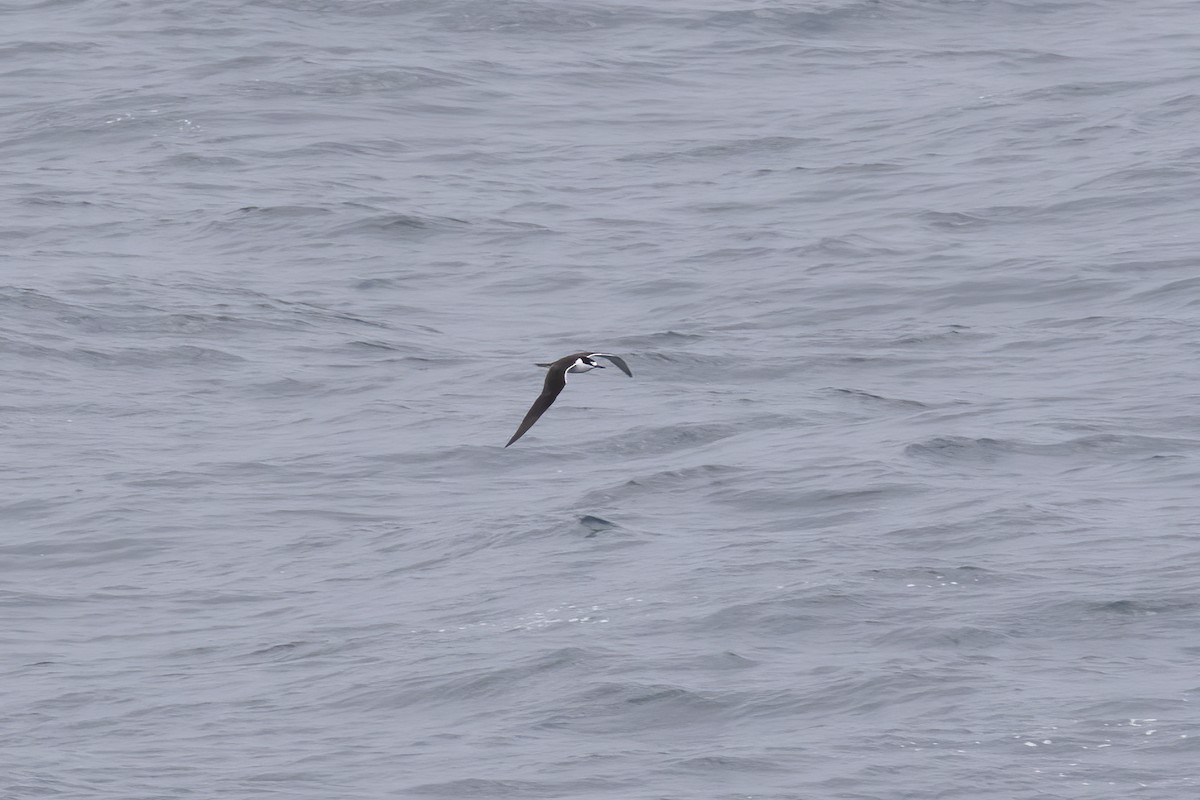 Sooty Tern - ML613423591