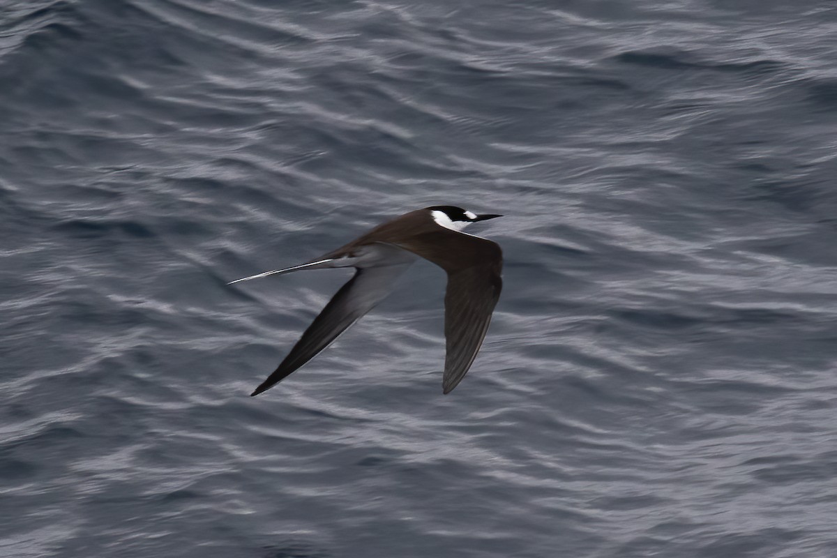 Sooty Tern - ML613423592