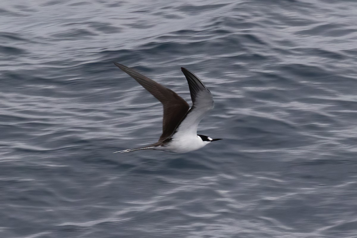 Sooty Tern - ML613423593