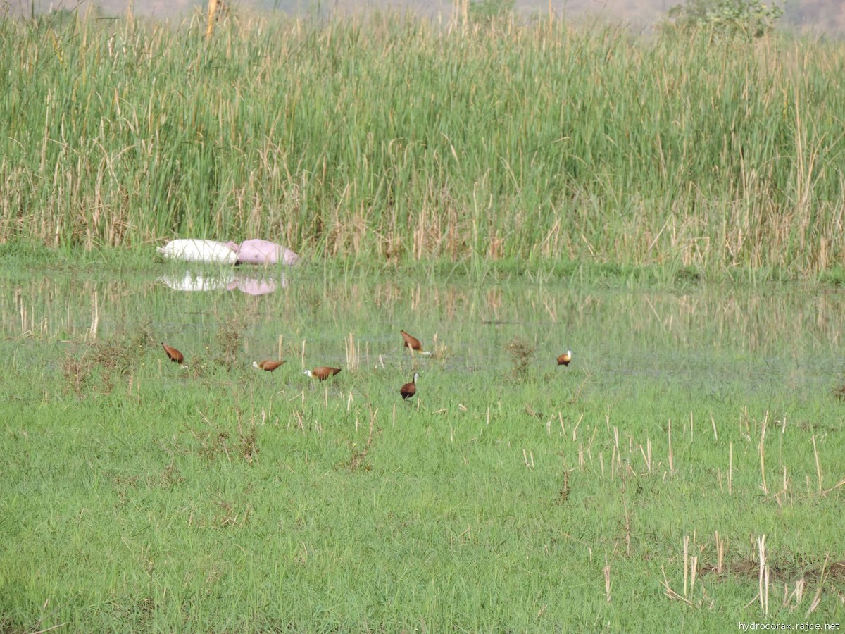 Jacana à poitrine dorée - ML613423603