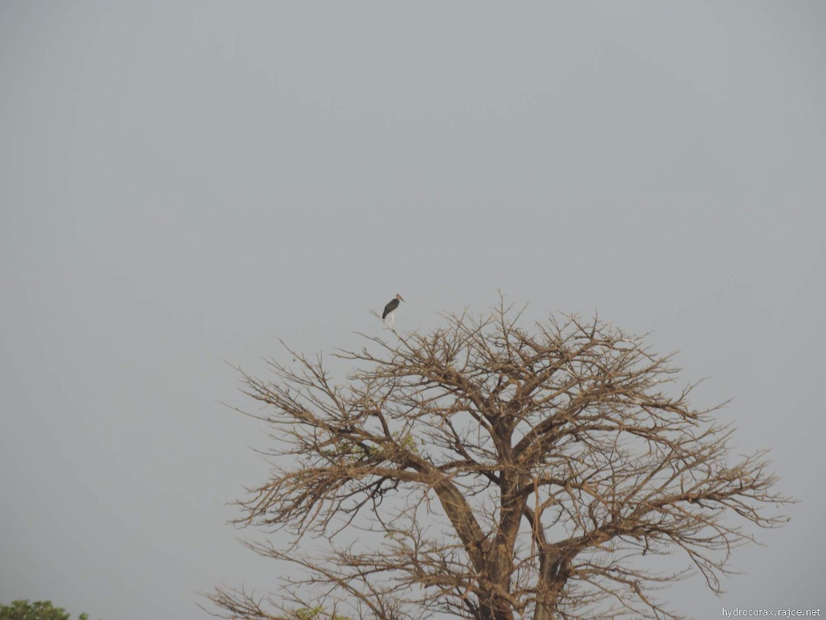 Marabou Stork - Radek Nesvačil