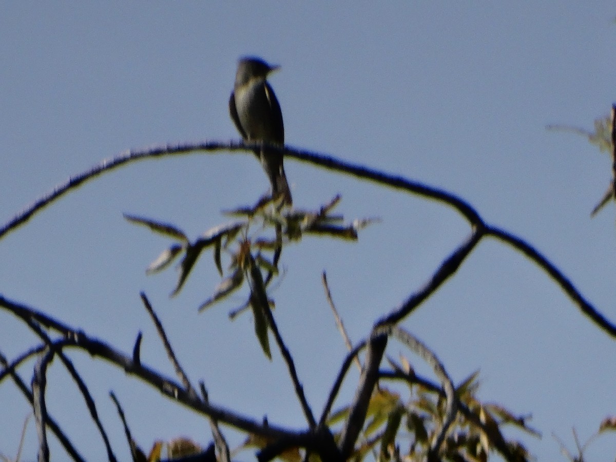 Greater Pewee - ML613423667