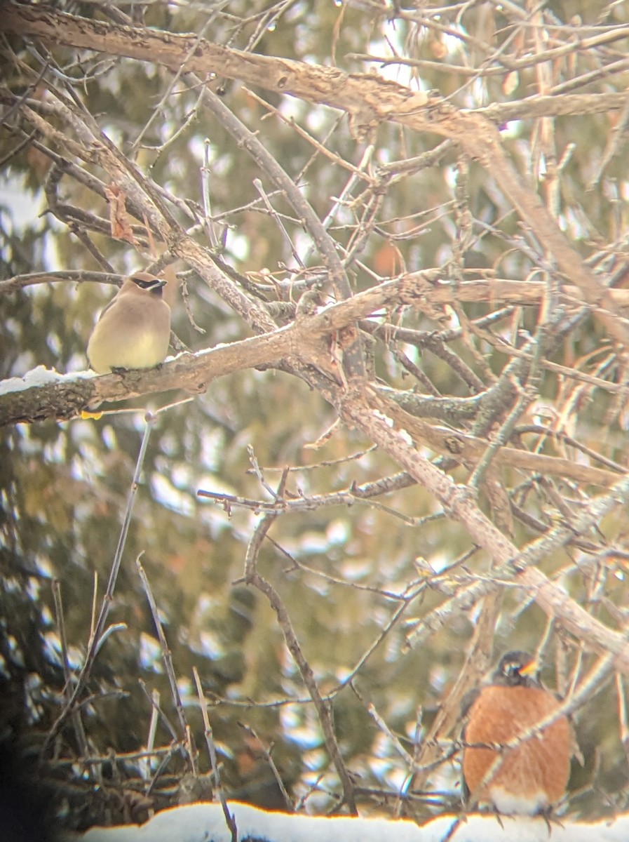 Cedar Waxwing - ML613423676