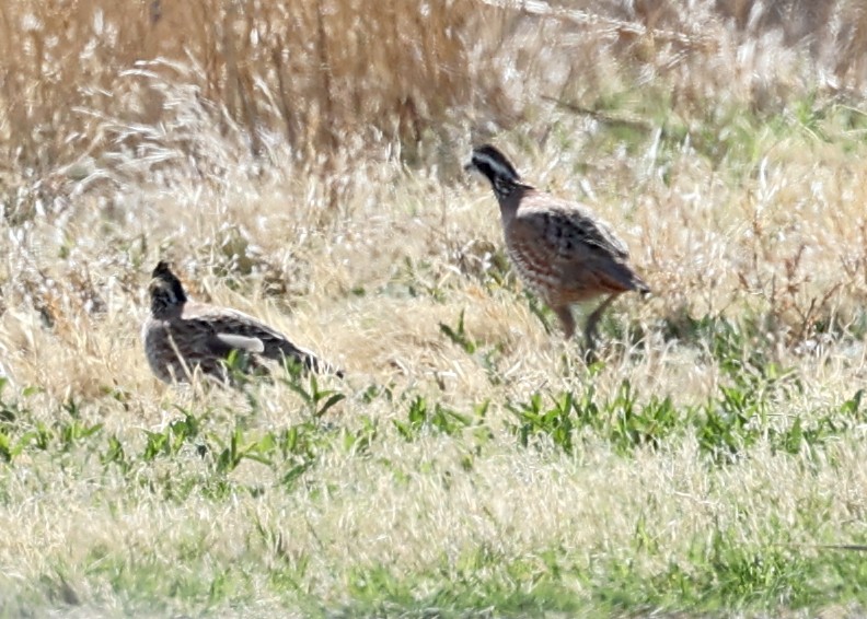 Northern Bobwhite - ML613423678