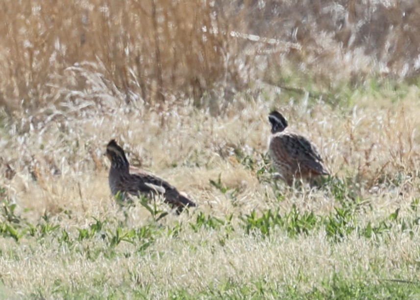 Northern Bobwhite - Rob O'Donnell