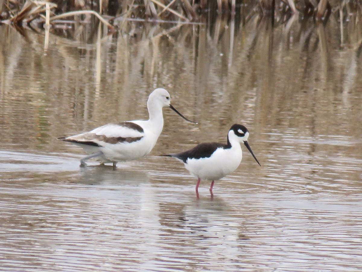 Black-necked Stilt - ML613423687