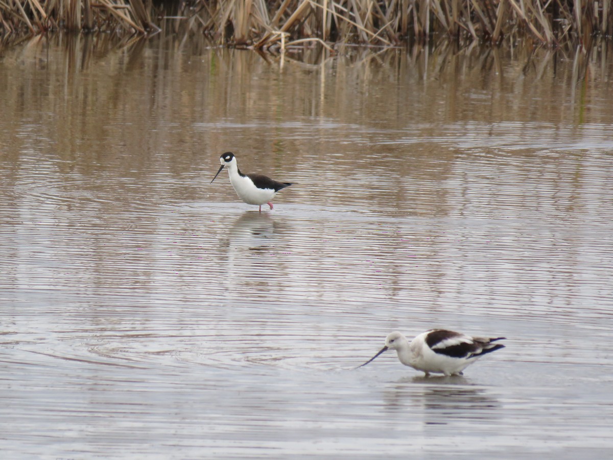 Black-necked Stilt - ML613423690