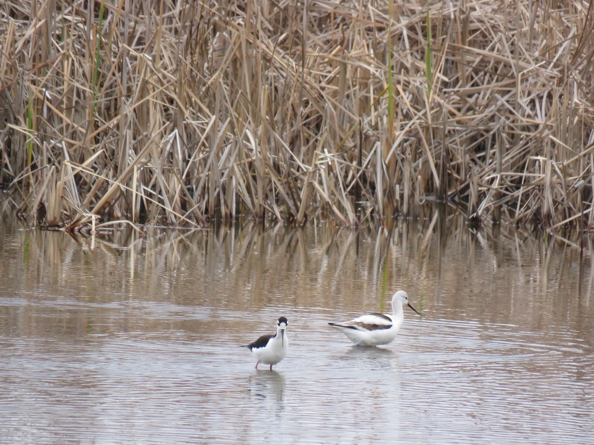 Black-necked Stilt - ML613423691