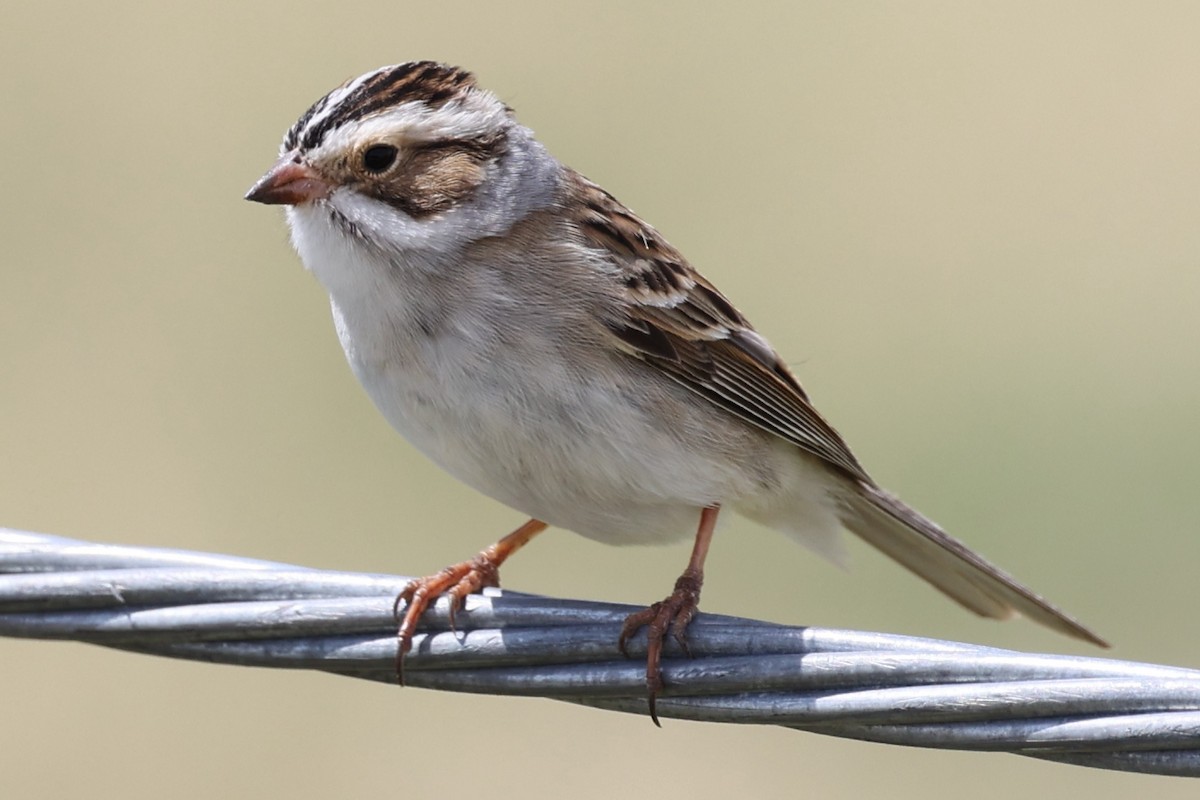 Clay-colored Sparrow - ML613423728