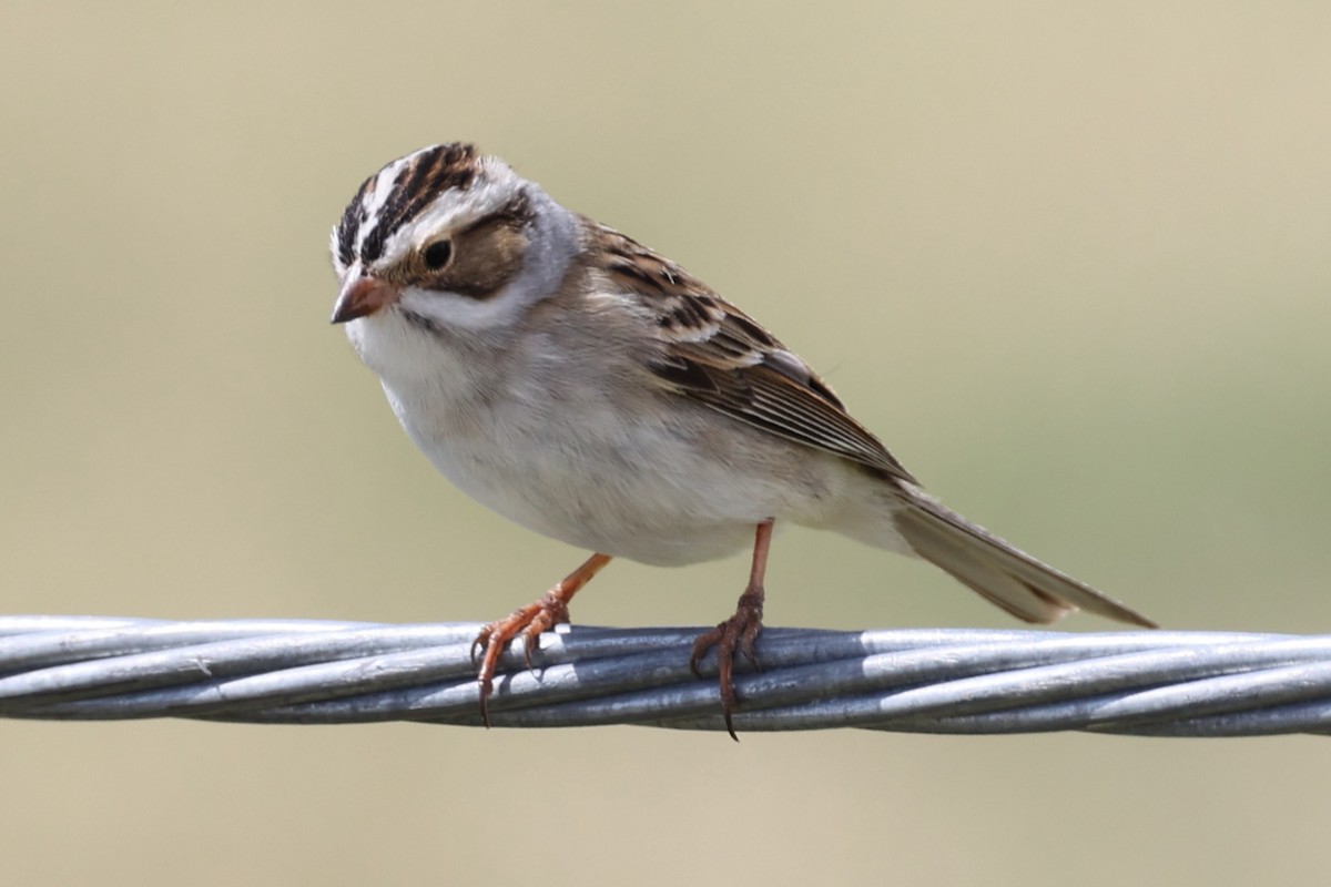 Clay-colored Sparrow - ML613423729