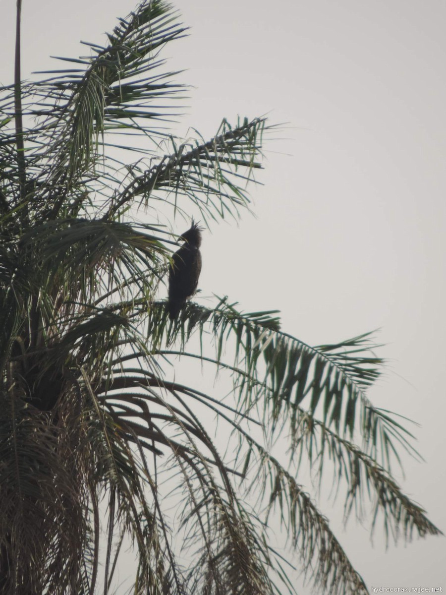 Long-crested Eagle - ML613423749