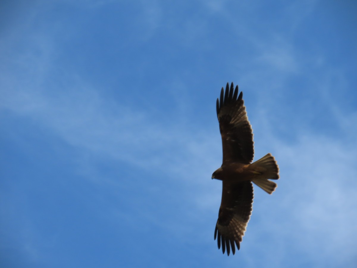 Booted Eagle - ML613423838