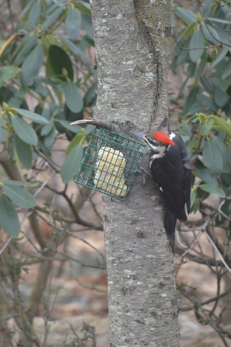 Pileated Woodpecker - ML613423847