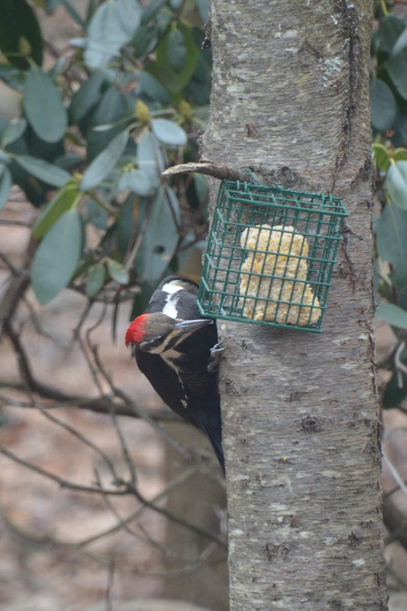 Pileated Woodpecker - ML613423848