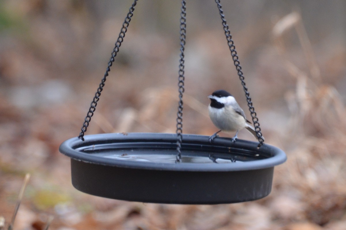 Black-capped Chickadee - ML613423851