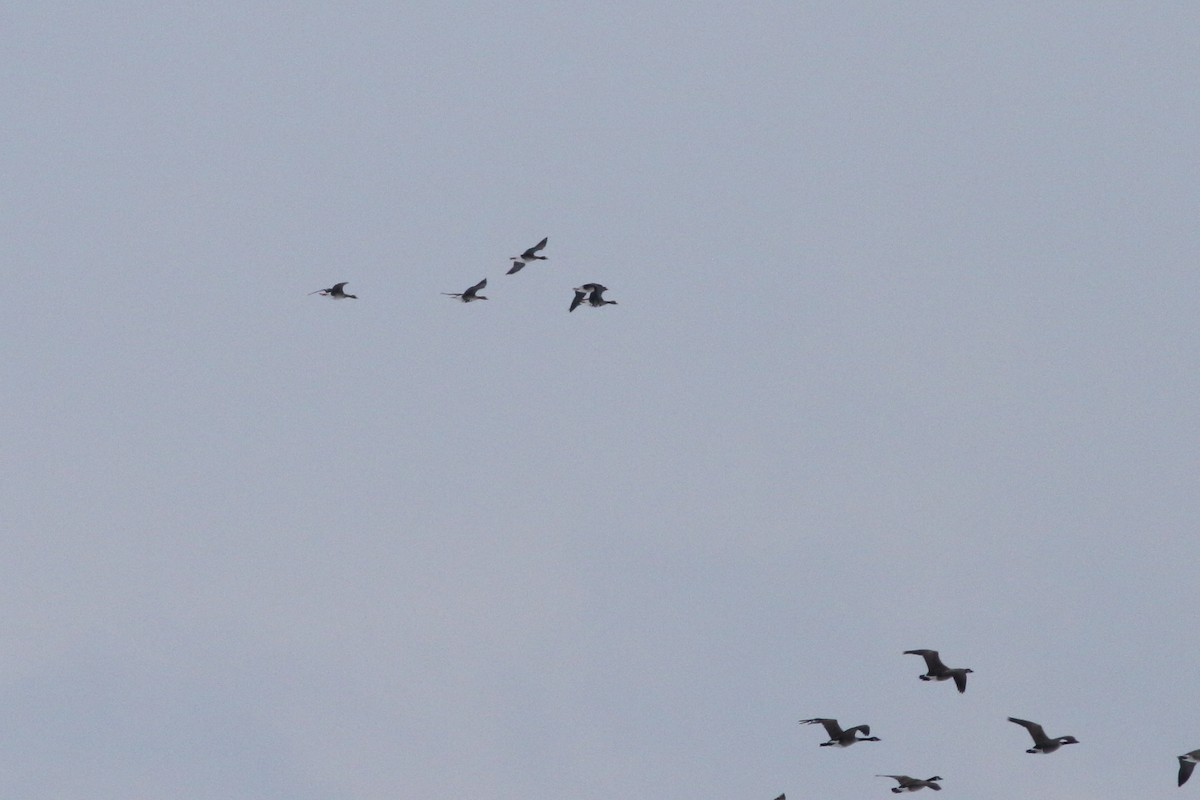 Greater White-fronted Goose - Anonymous