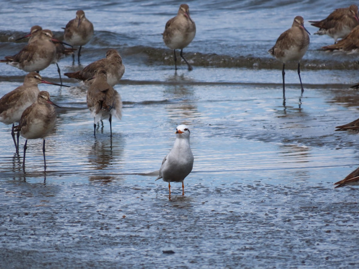 Snowy-crowned Tern - ML613424018