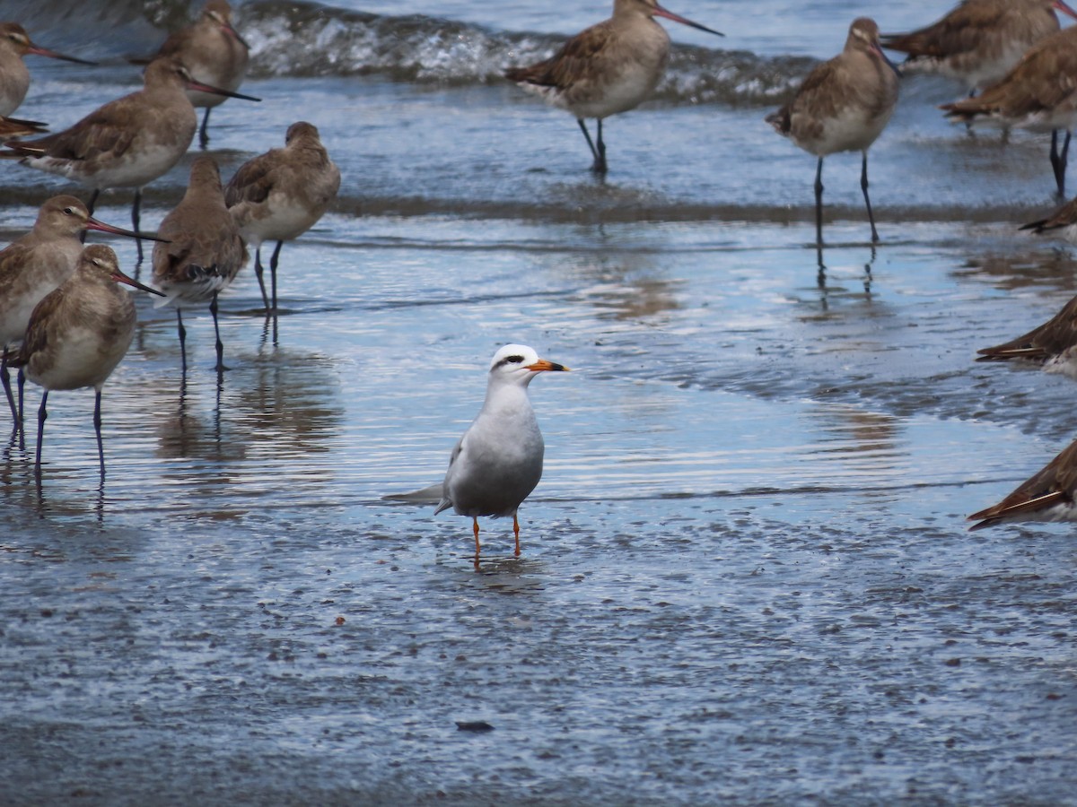 Snowy-crowned Tern - ML613424019