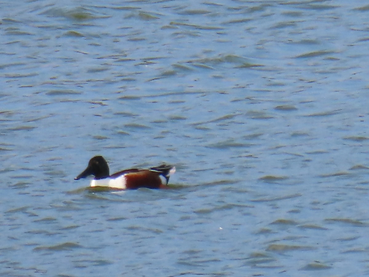 Northern Shoveler - ML613424043