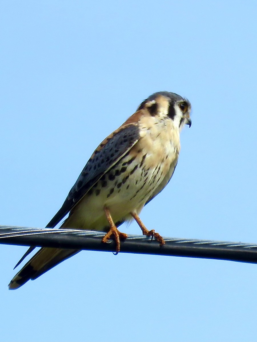 American Kestrel - ML613424047