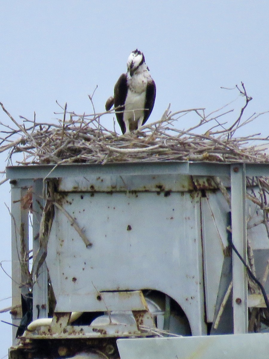 Osprey - ML613424065