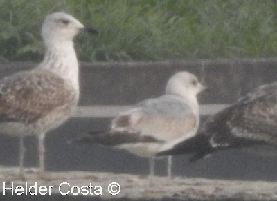 Common Gull - ML613424082