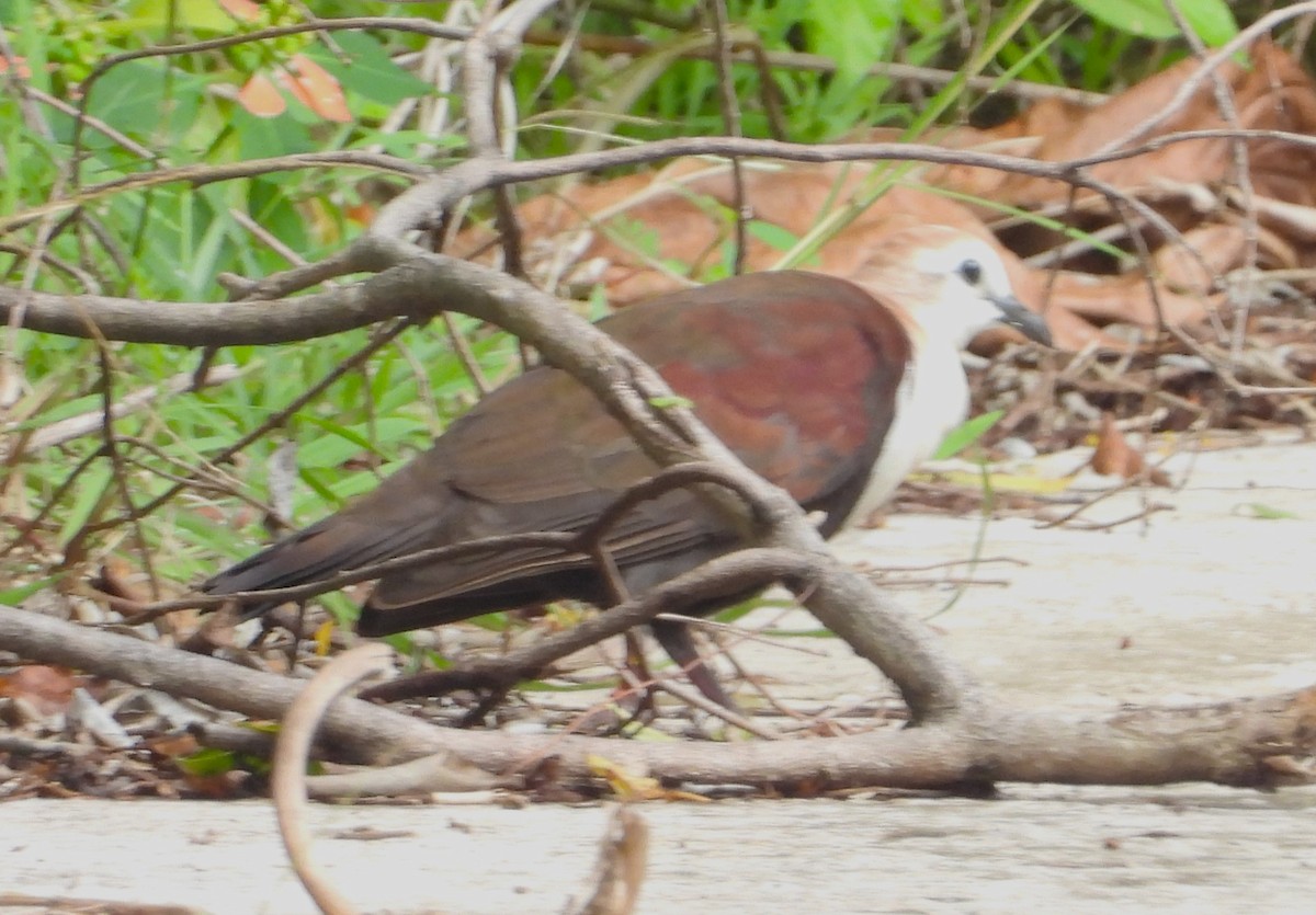 White-throated Ground Dove - ML613424093