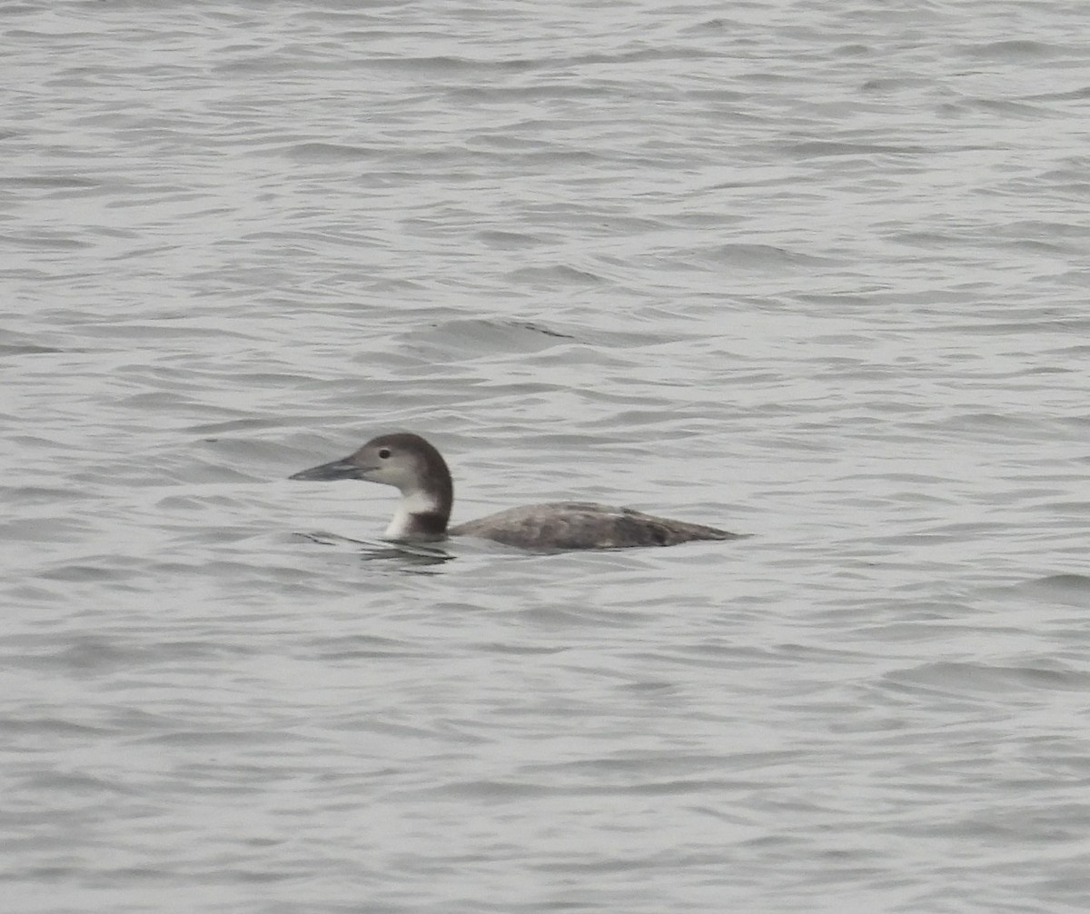 Common Loon - ML613424104