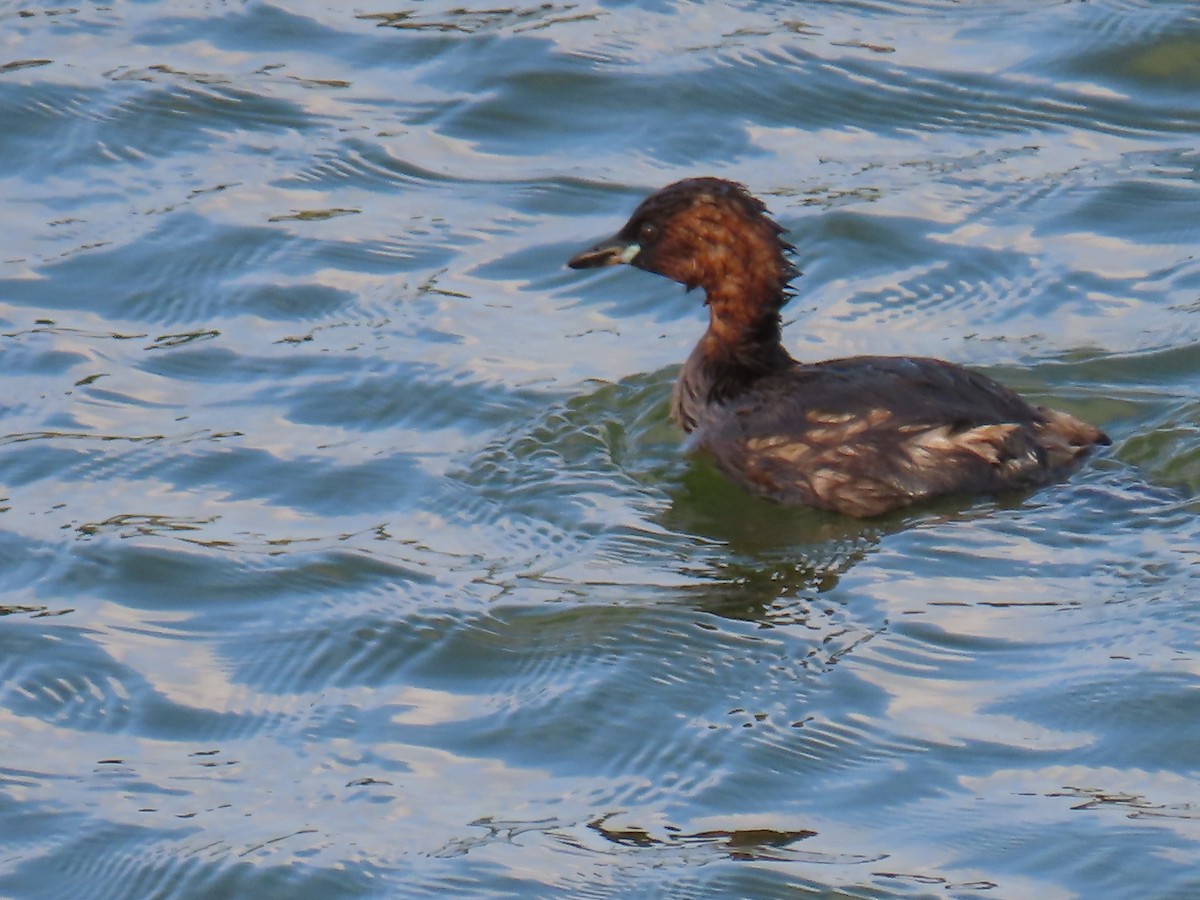 Little Grebe - ML613424106