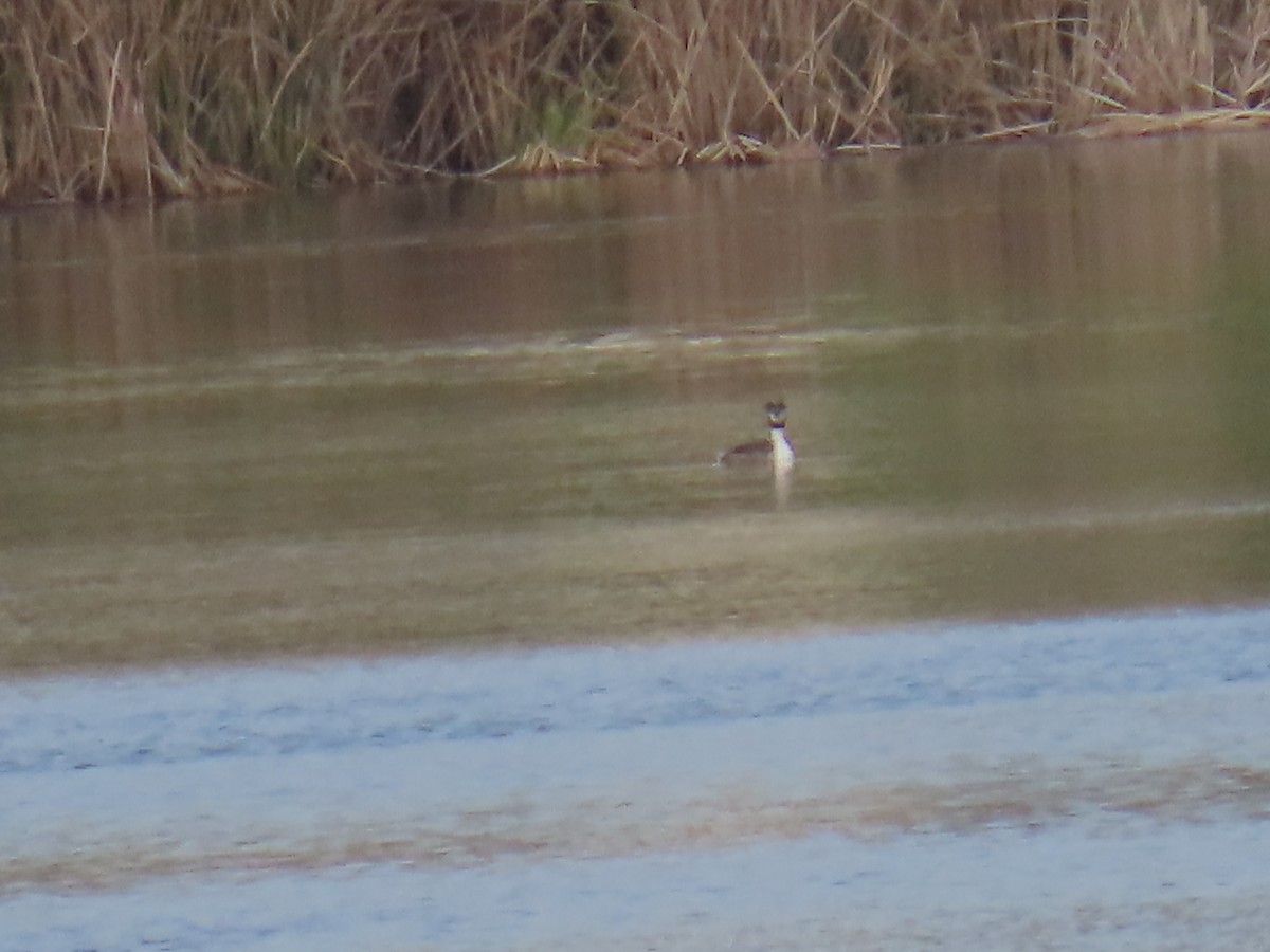 Great Crested Grebe - ML613424110