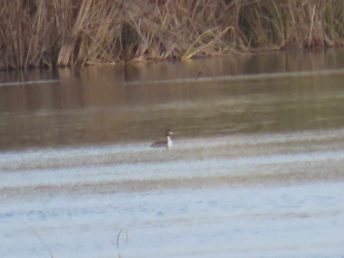 Great Crested Grebe - Elizabeth Ferber