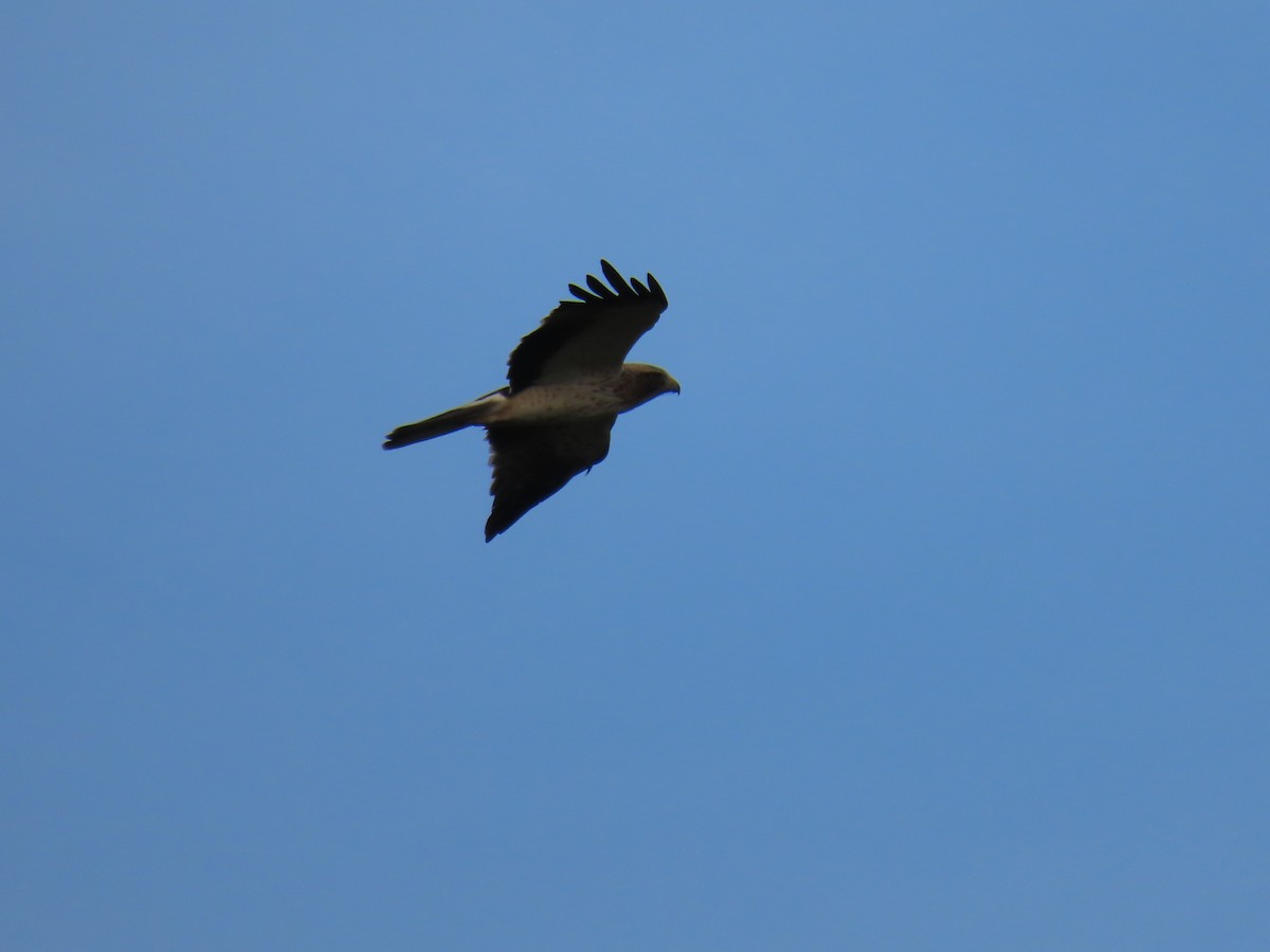 Booted Eagle - ML613424129