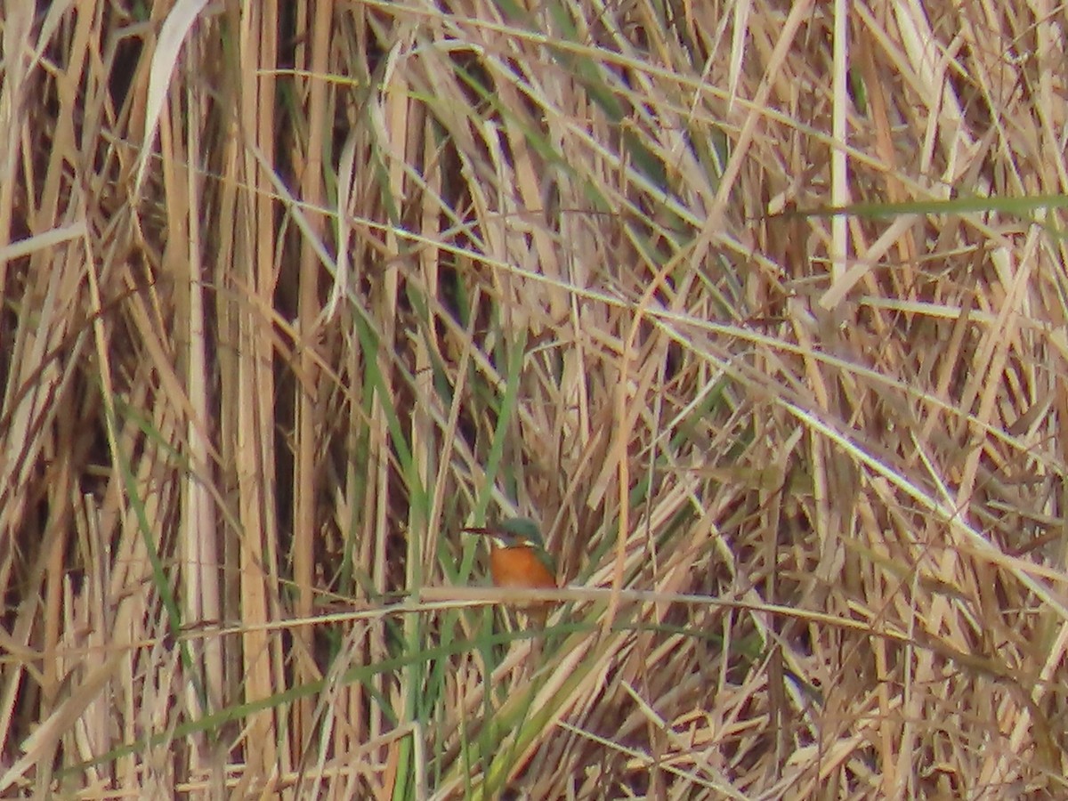 Common Kingfisher - ML613424130