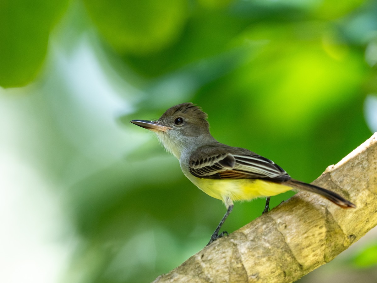 Grenada Flycatcher - ML613424146