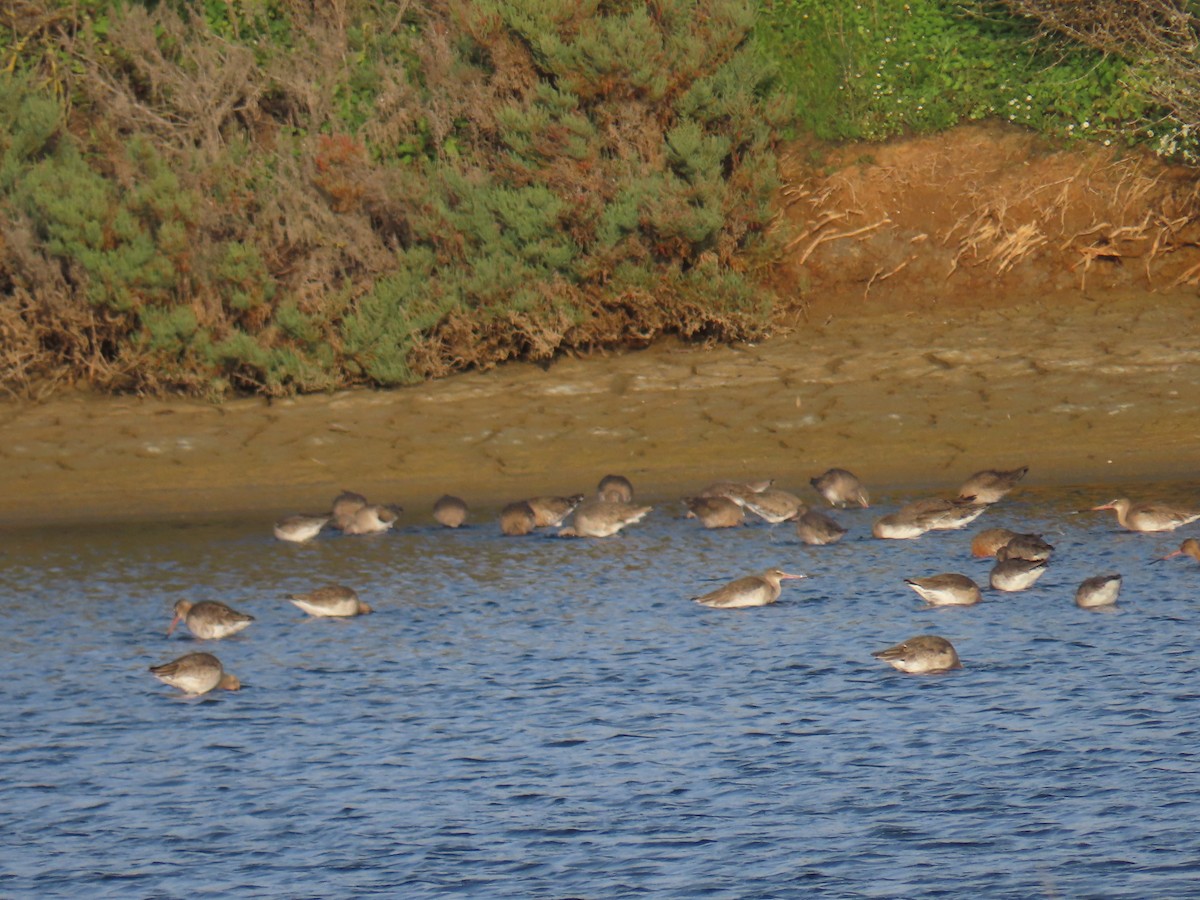 Black-tailed Godwit - ML613424151