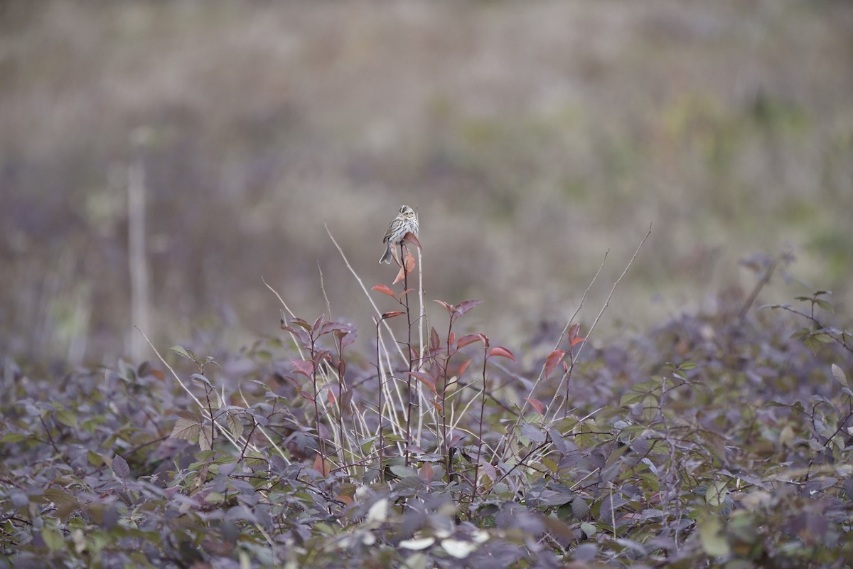 Savannah Sparrow - ML613424194