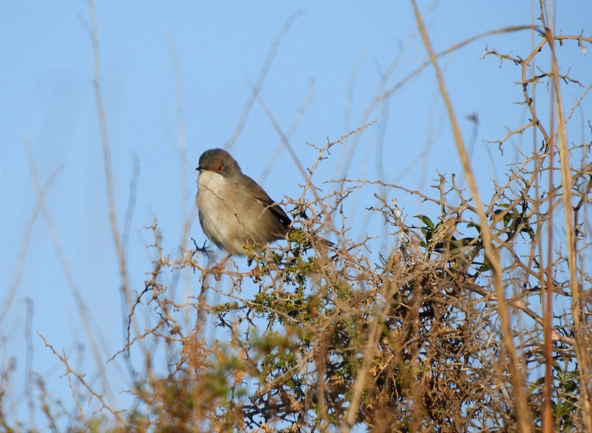 Sardinian Warbler - Alba Sanjuán