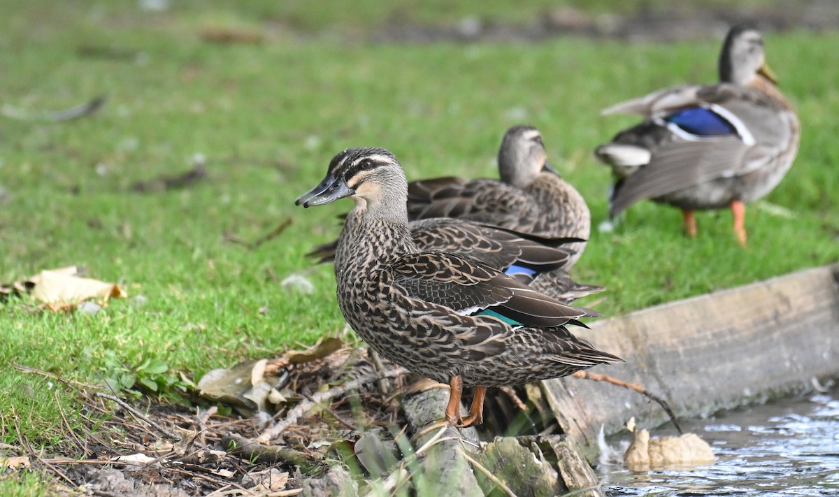 Mallard x Pacific Black Duck (hybrid) - Ryan O'Donnell