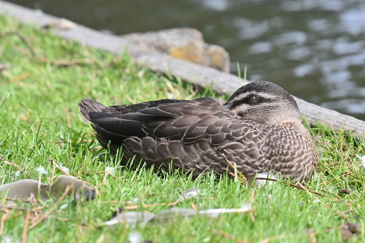 Mallard x Pacific Black Duck (hybrid) - ML613424252