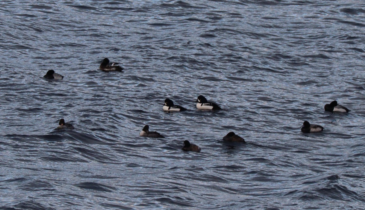 Barrow's Goldeneye - ML613424305