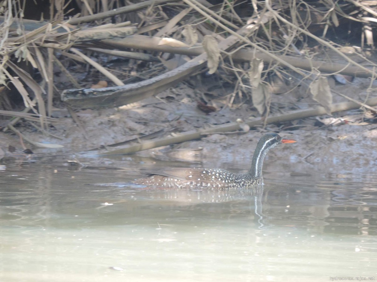 African Finfoot - ML613424355