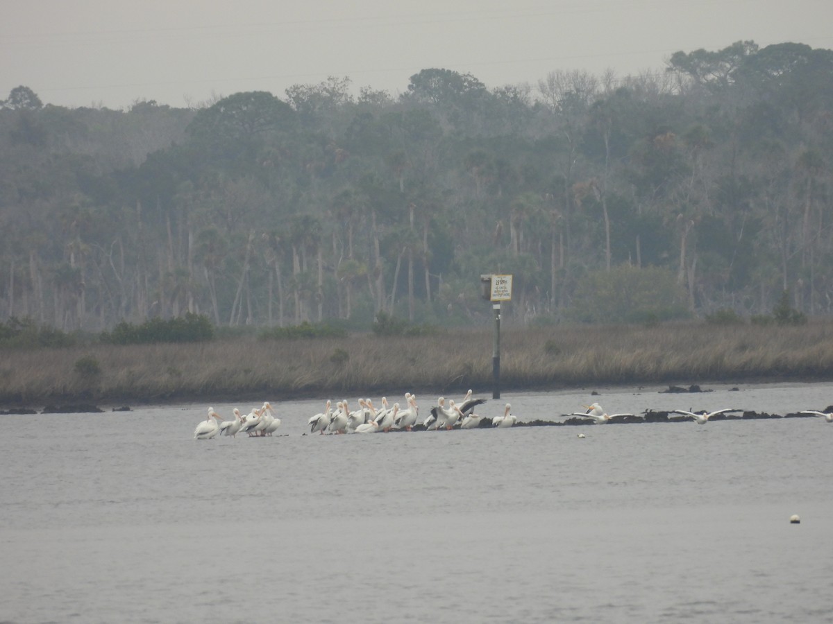 American White Pelican - ML613424376