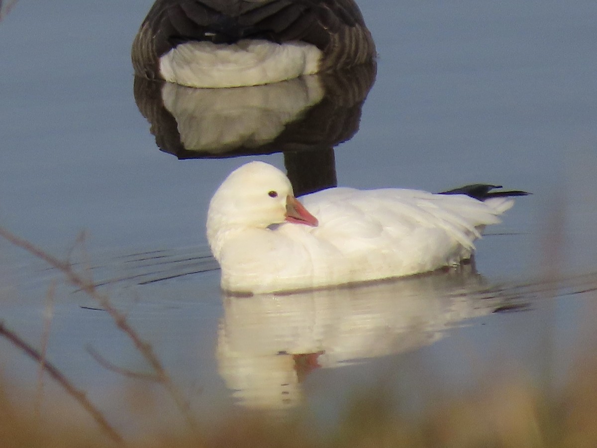 Ross's Goose - ML613424406
