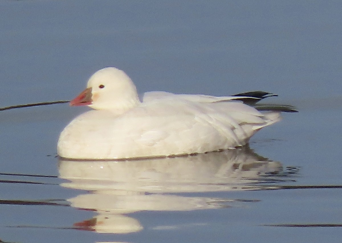Ross's Goose - ML613424407