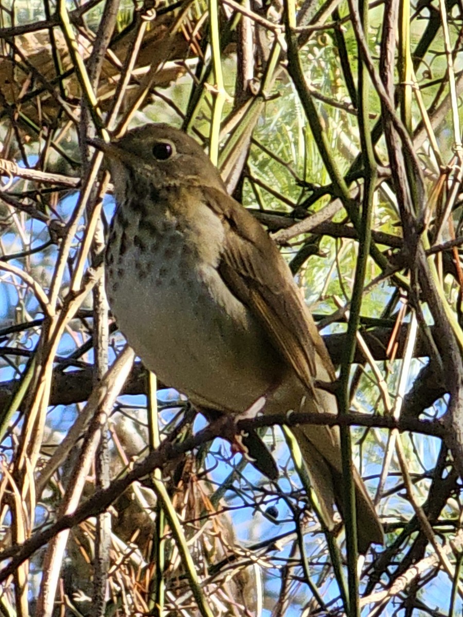 Hermit Thrush - ML613424463