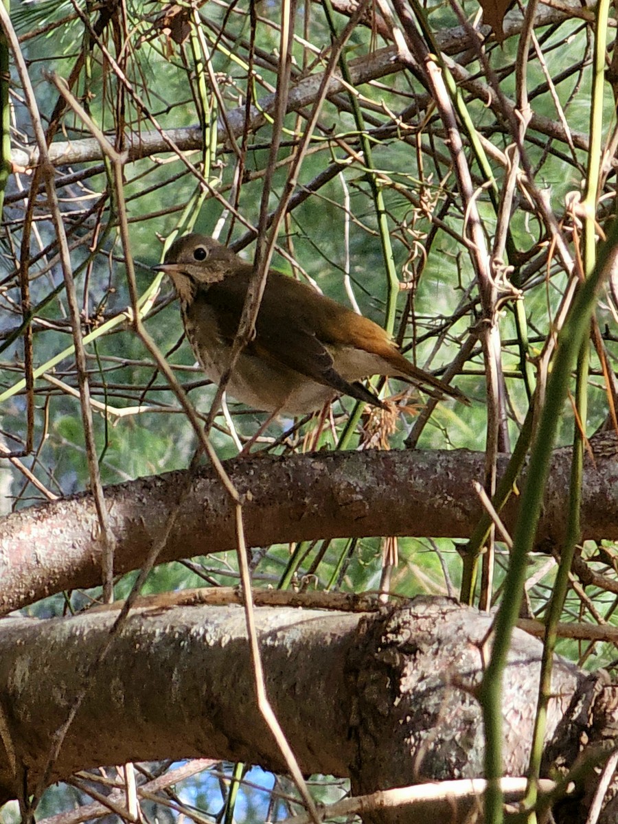 Hermit Thrush - ML613424464