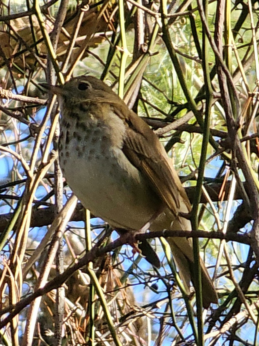 Hermit Thrush - Joao Faustino